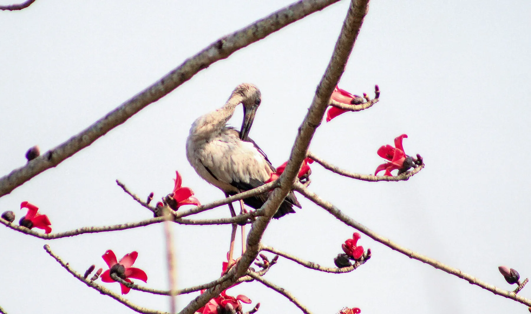 Aves: más de 500 especies registradas