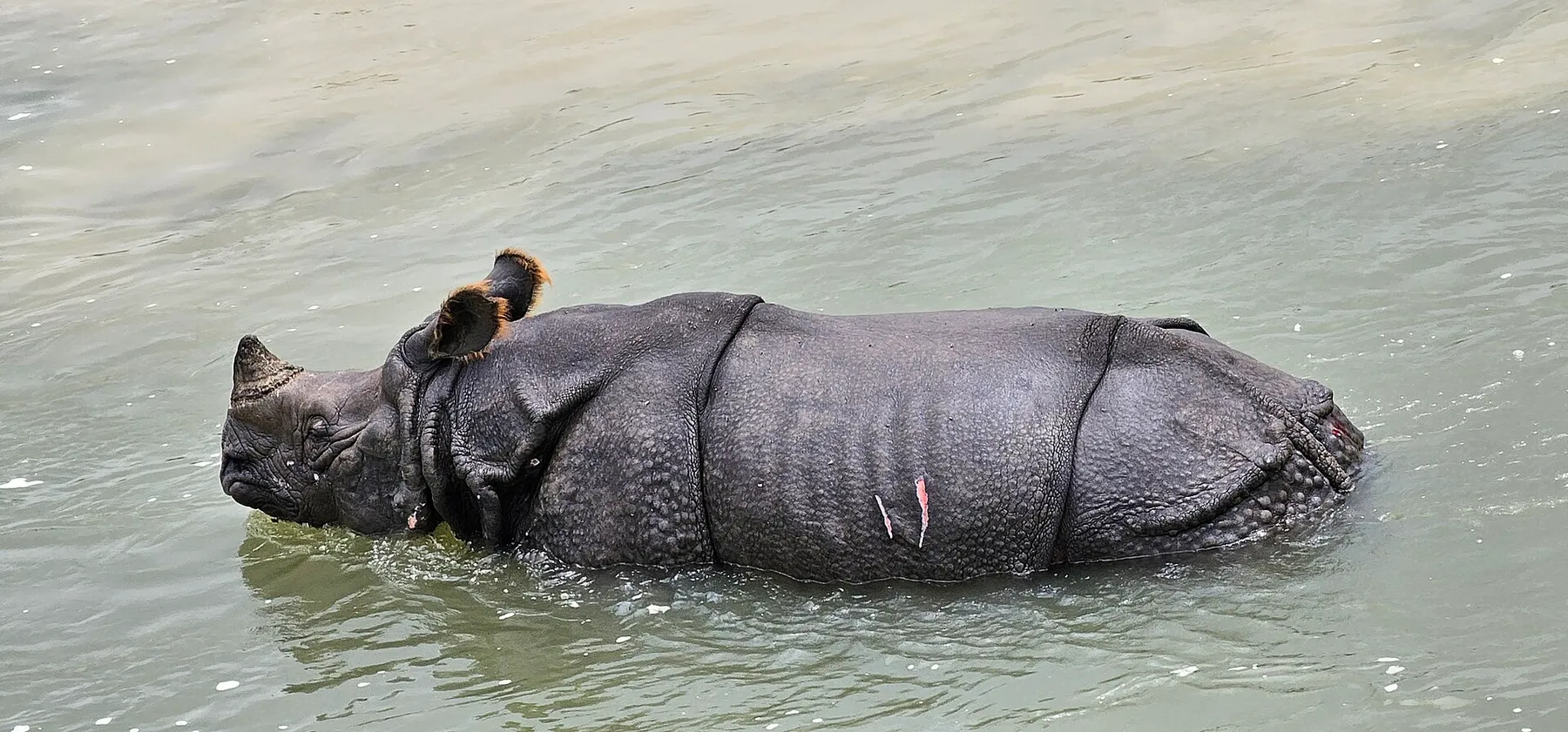 Fauna del Terai, sin garantías