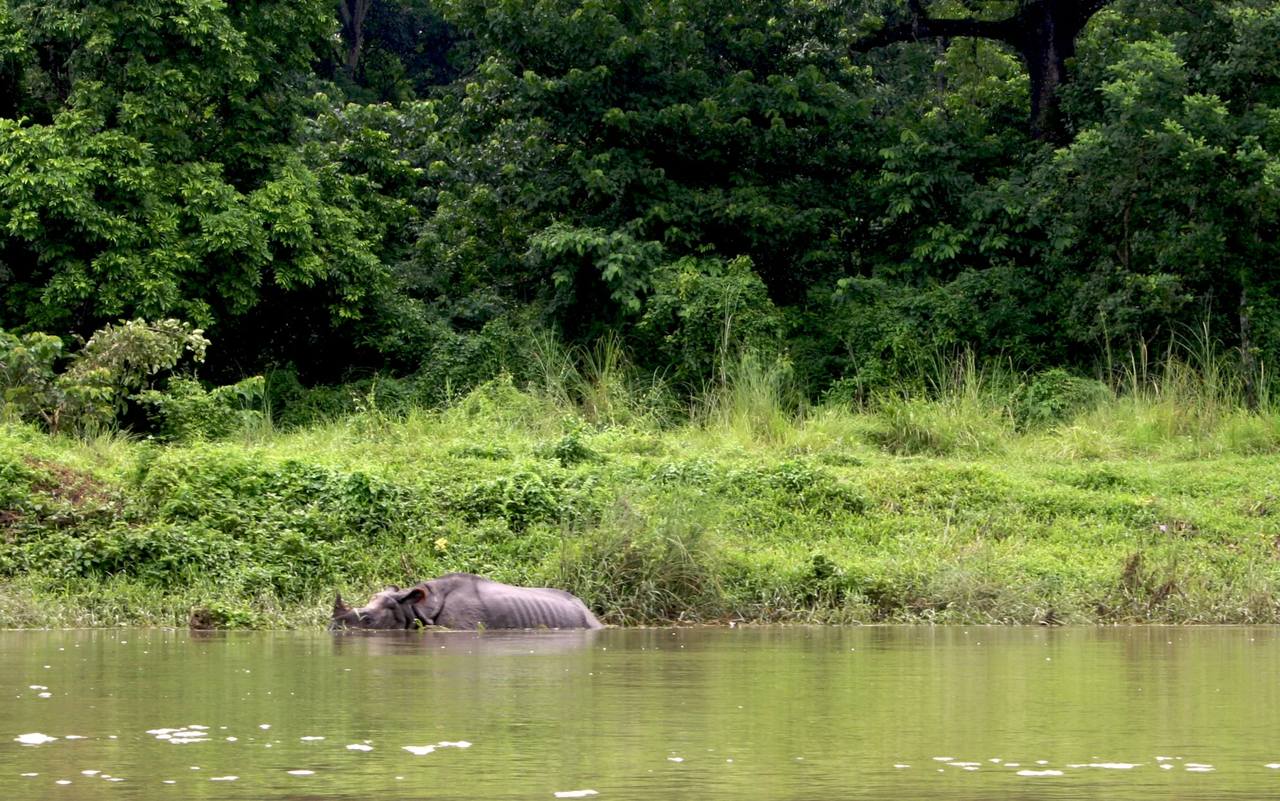 Chitwan a pie, naturaleza y fotografía · momento 3