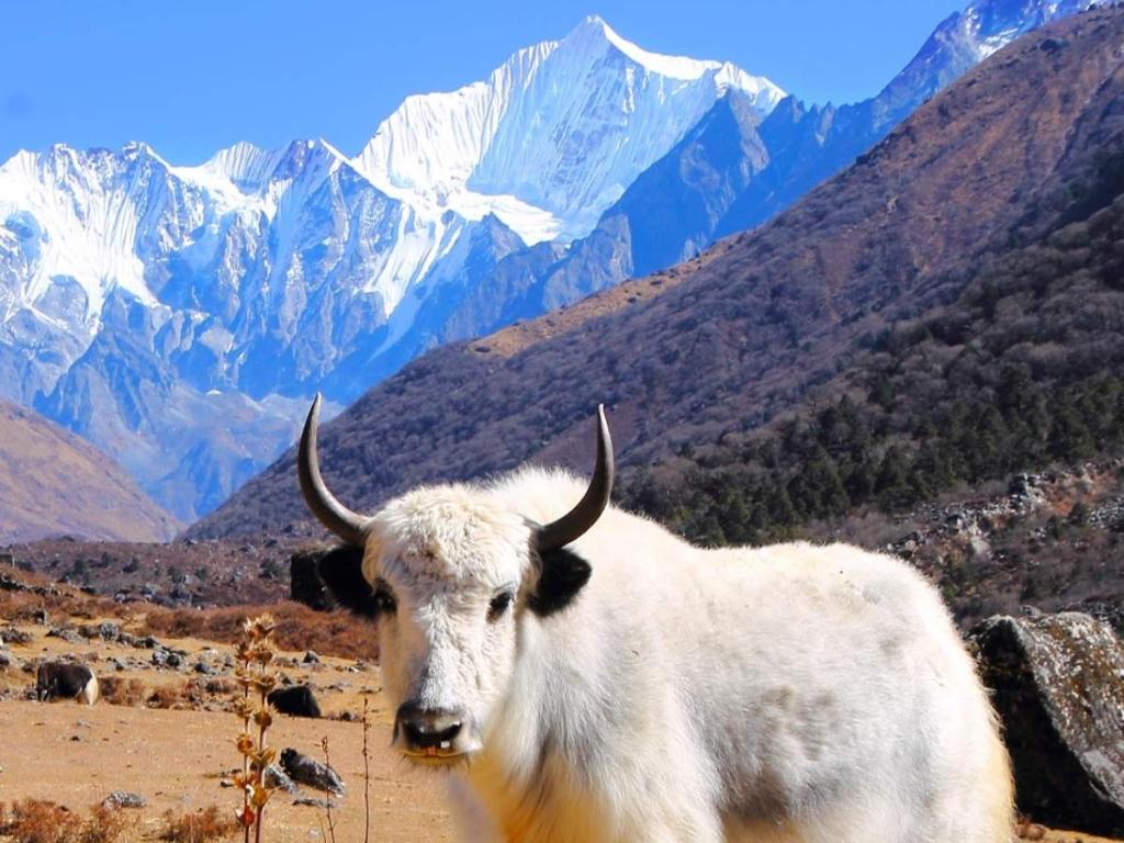 Yak pastando con los picos nevados del Langtang al fondo