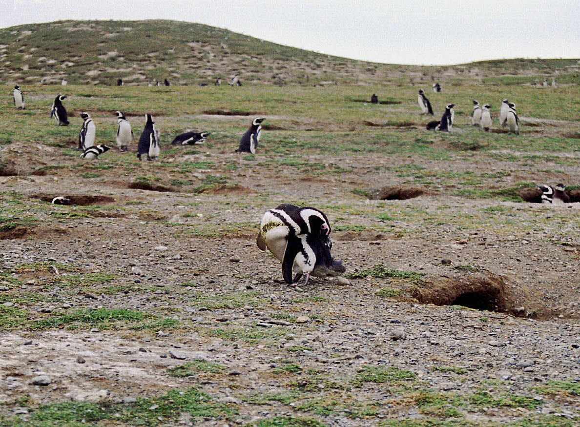 Pingüinos y traslado a Puerto Natales