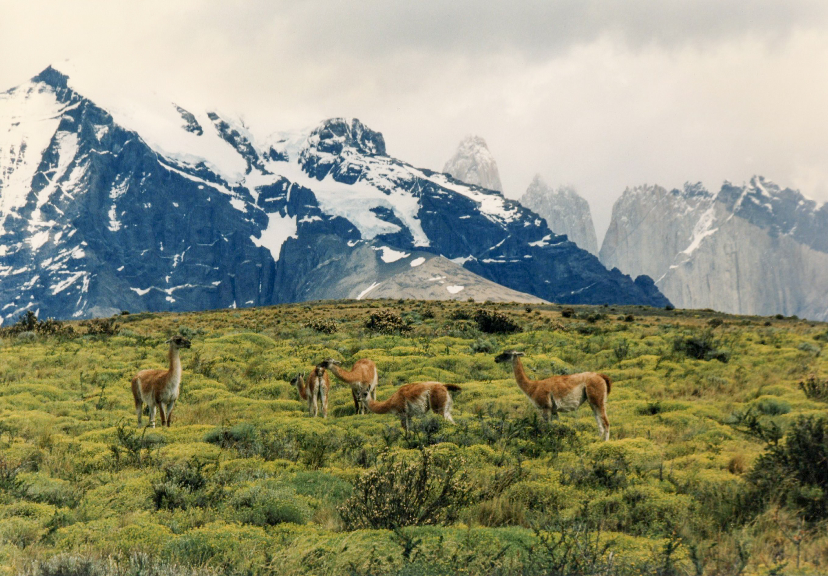 Guanacos y fauna patagónica