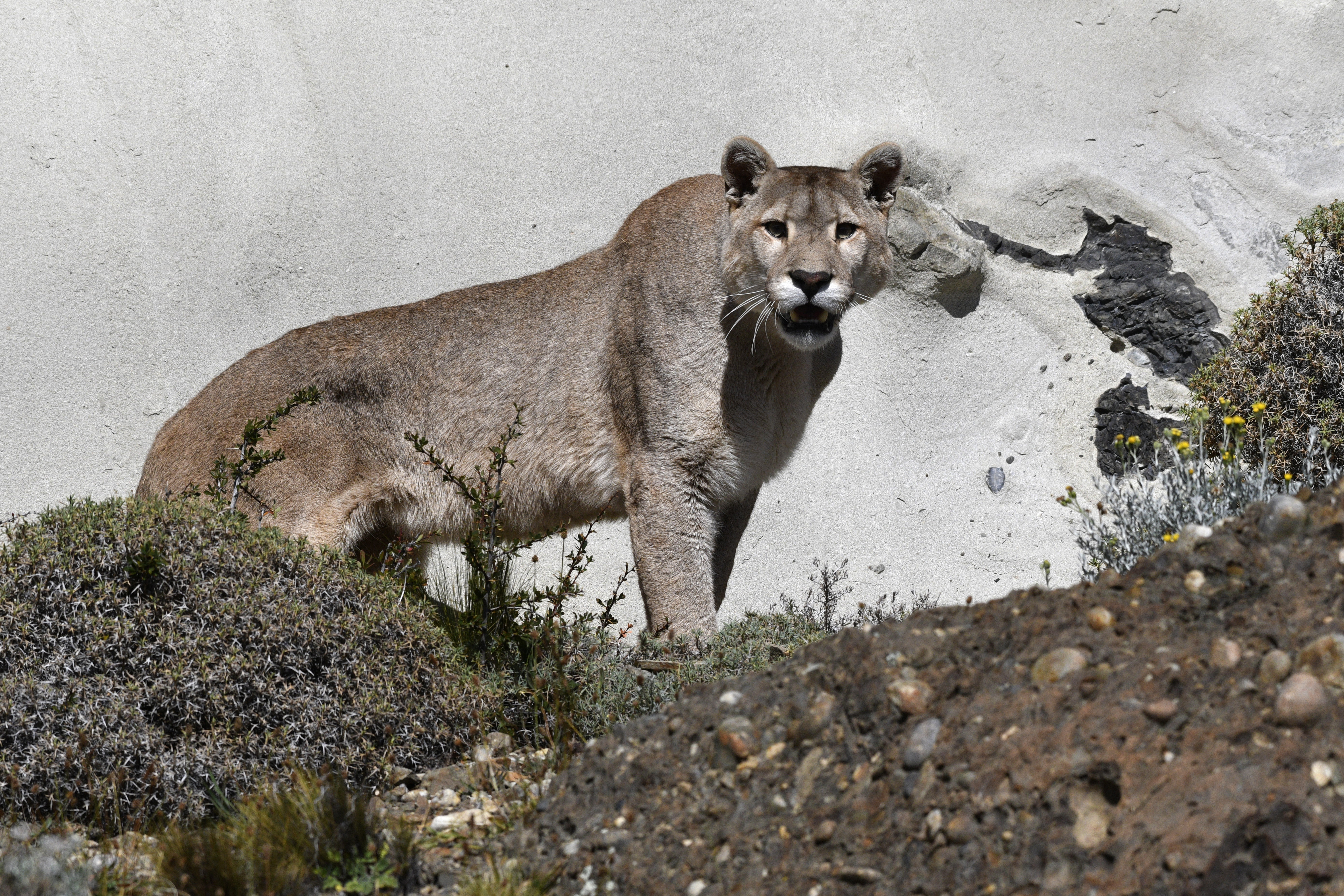 Puma en libertad entre la estepa y las montañas de Torres del Paine, Patagonia chilena