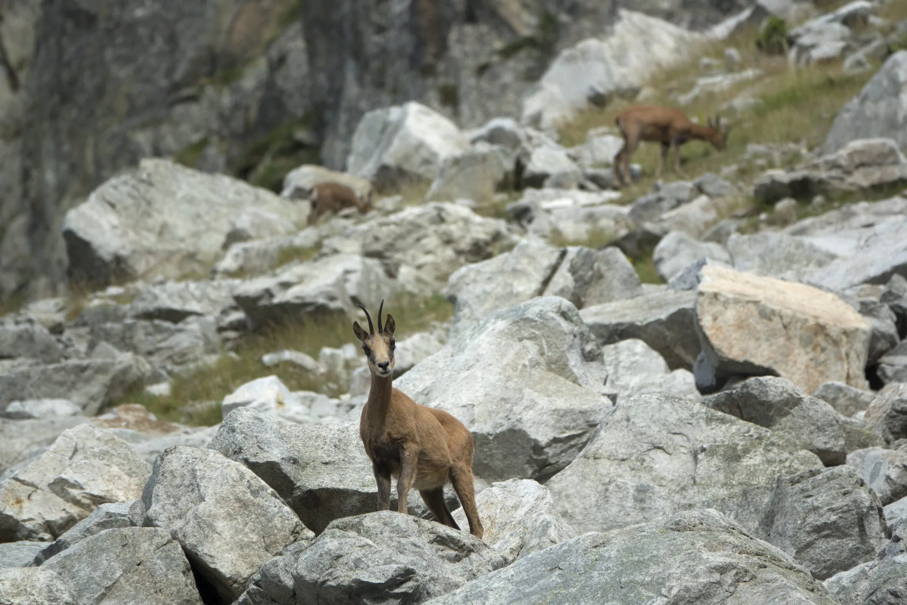 Sarrio pirenaico — referencia visual de fauna