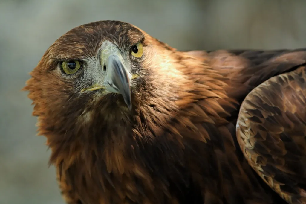 Águila real — referencia visual de fauna