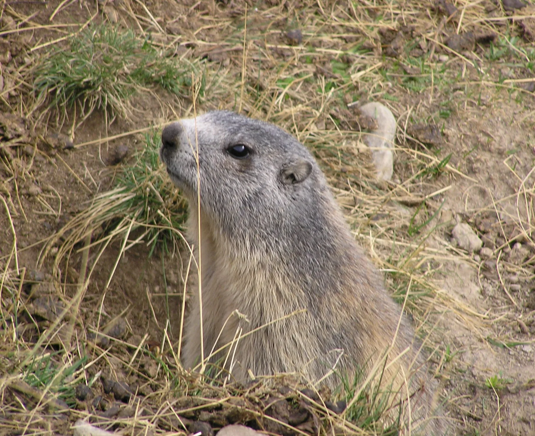Marmota alpina — referencia visual de fauna