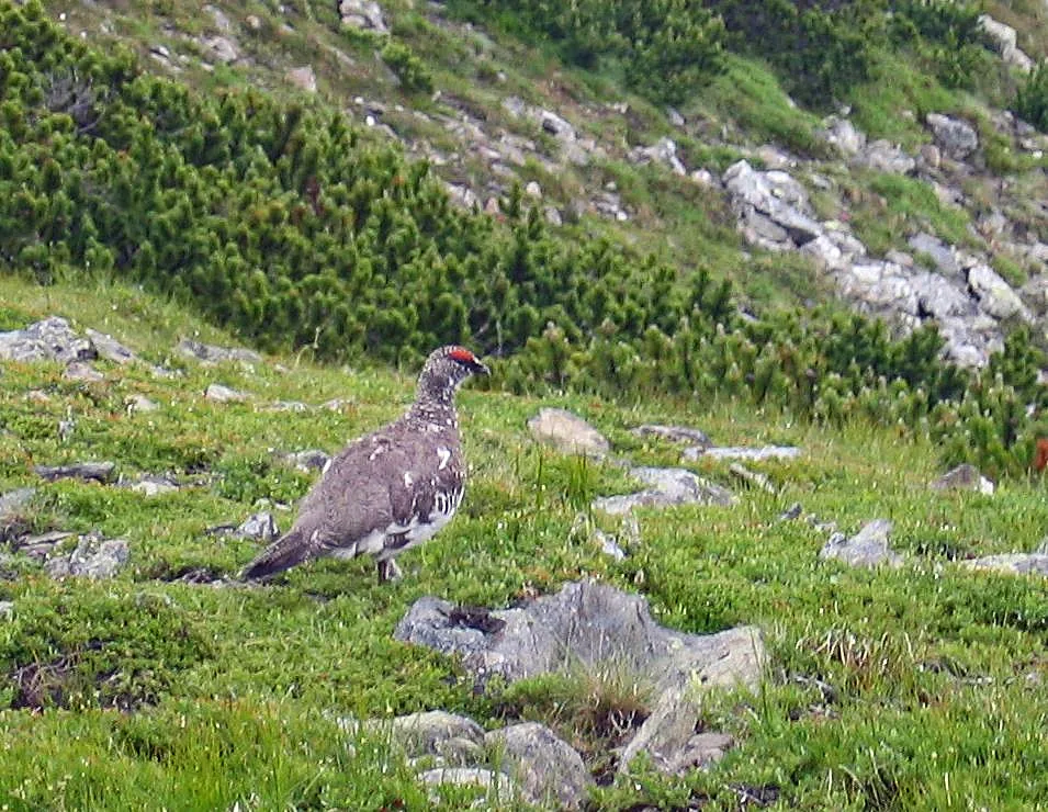 Perdiz nival — referencia visual de fauna