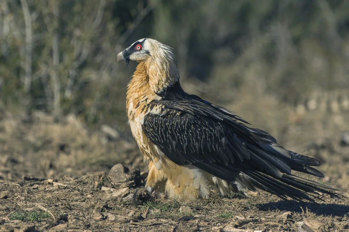Quebrantahuesos — referencia visual de fauna