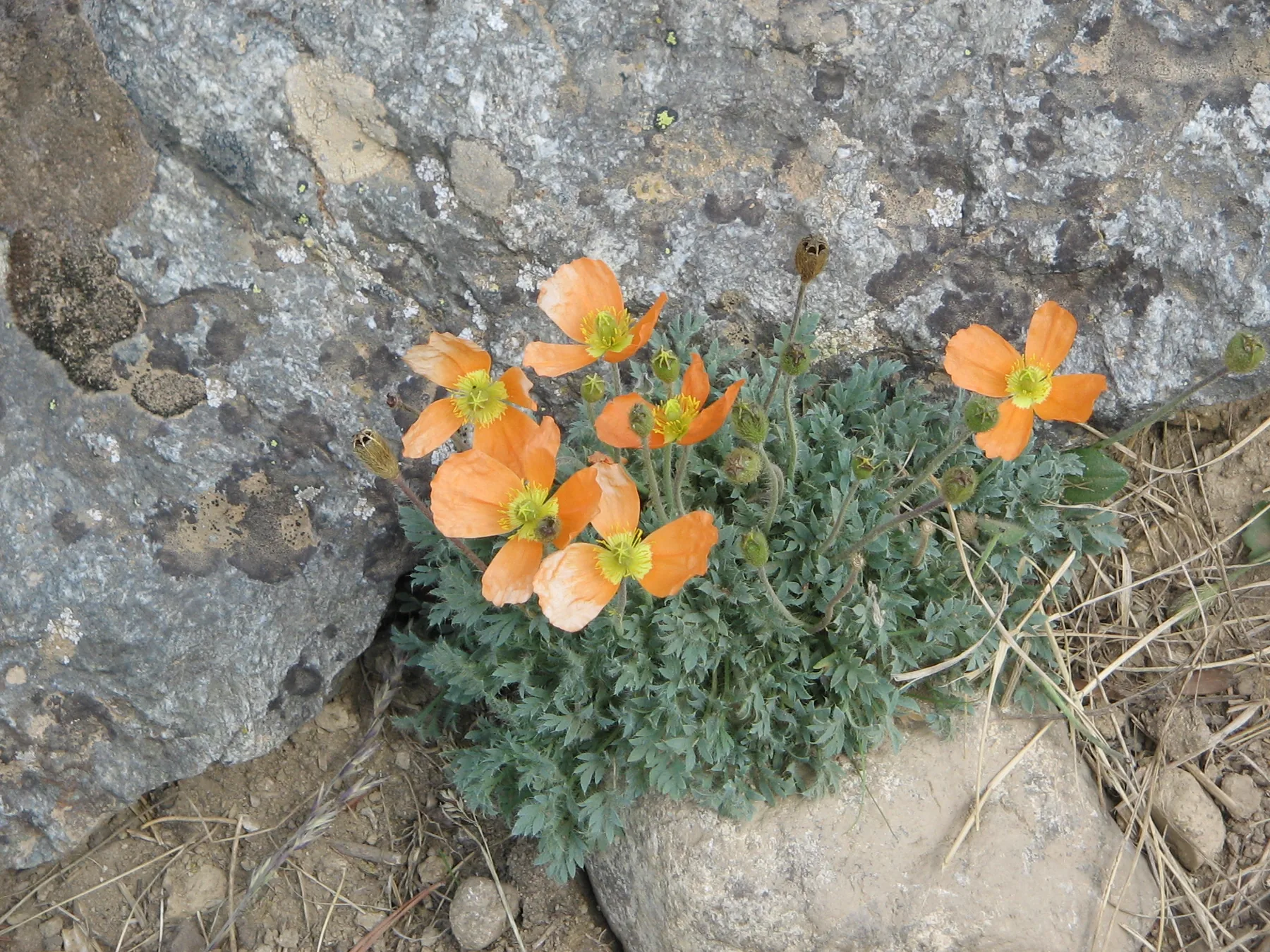Amapola de Lapeyrouse — referencia visual de flora