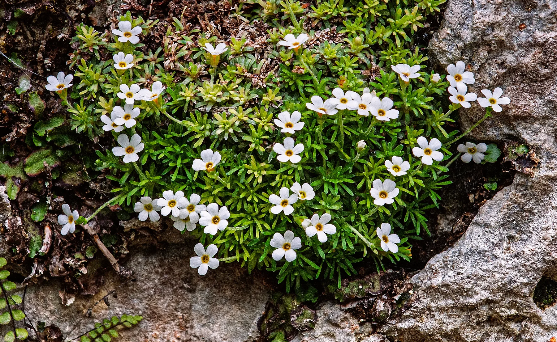 Androsace pirenaica — referencia visual de flora