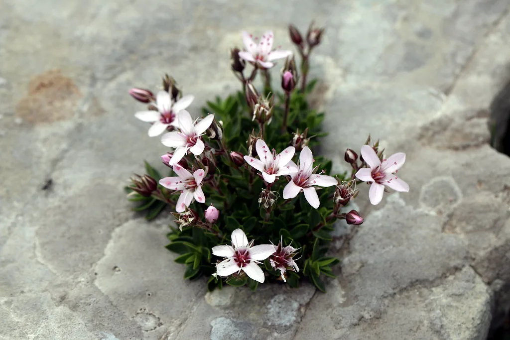 Arenaria púrpura — referencia visual de flora