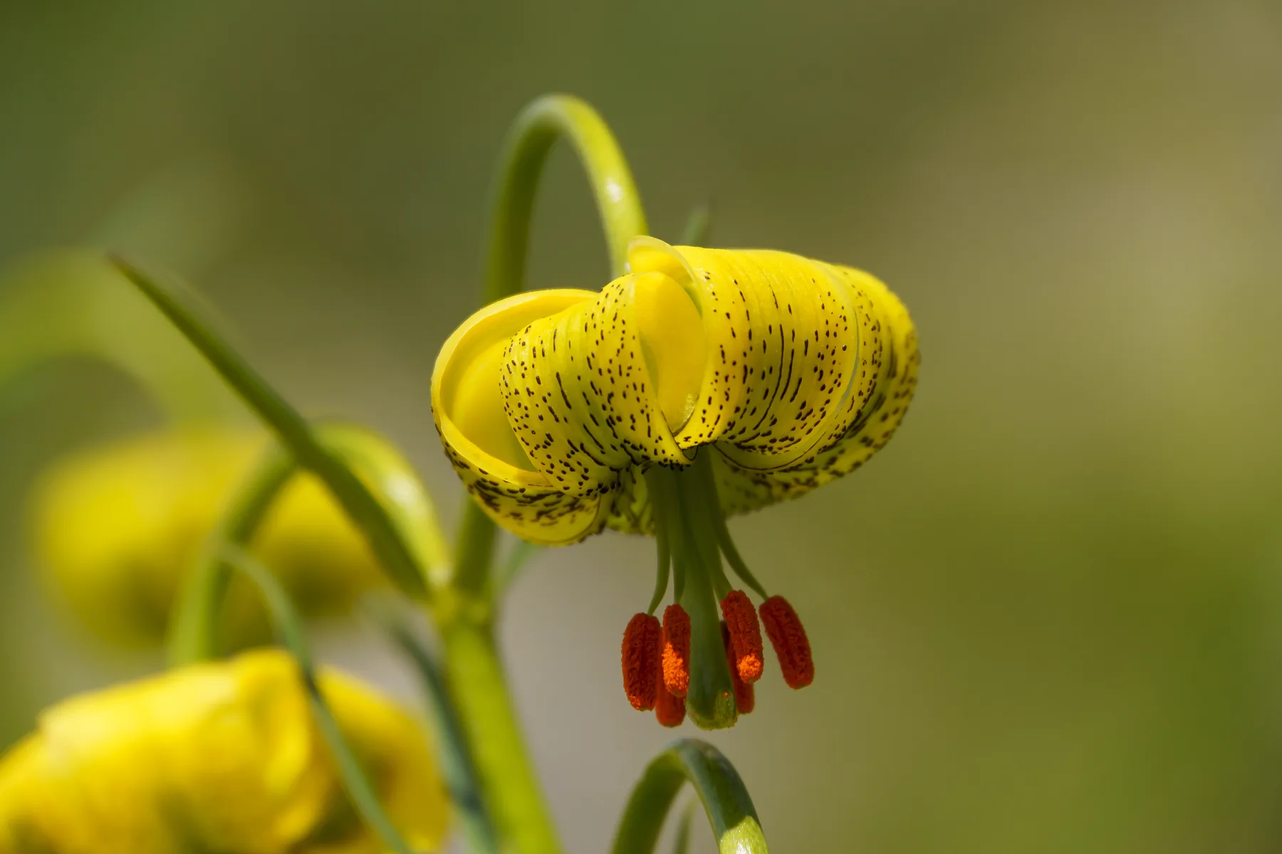 Azucena de los Pirineos — referencia visual de flora