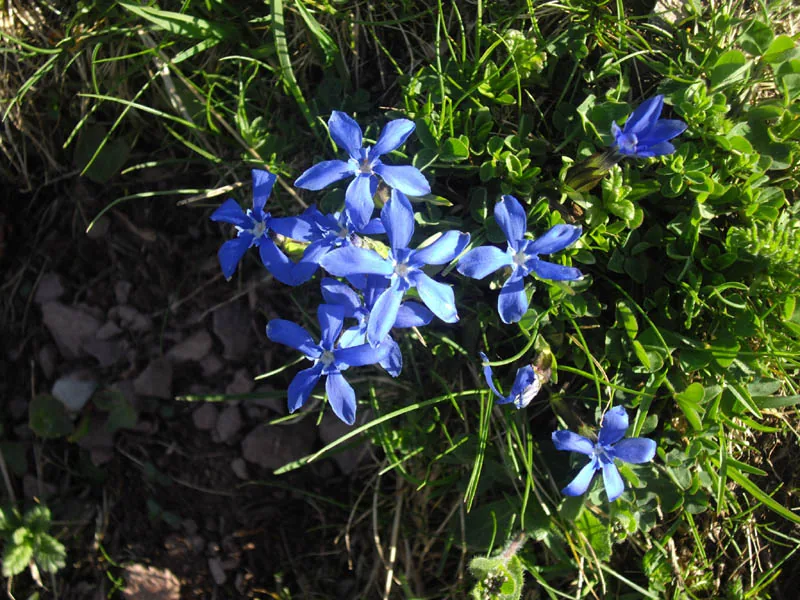 Genciana de primavera — referencia visual de flora